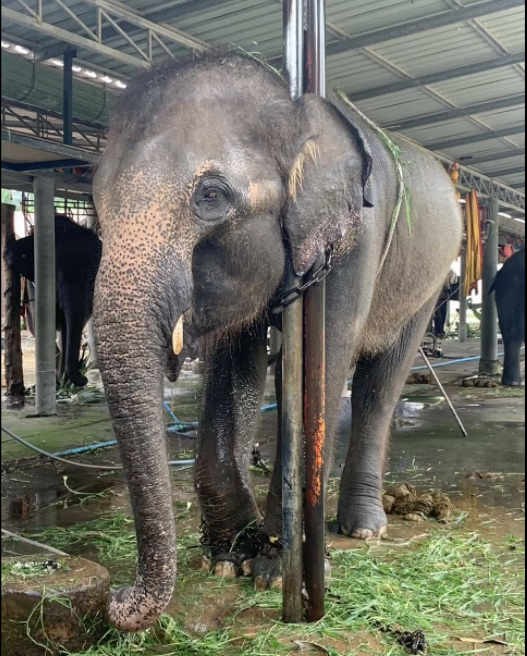 العثور على أفيال "مقيدة بالسلاسل حول أعناقها" بمعسكر تايلاندي