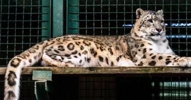 إصابة نمر ثلجى بفيروس كورونا فى حديقة حيوانات بأمريكا