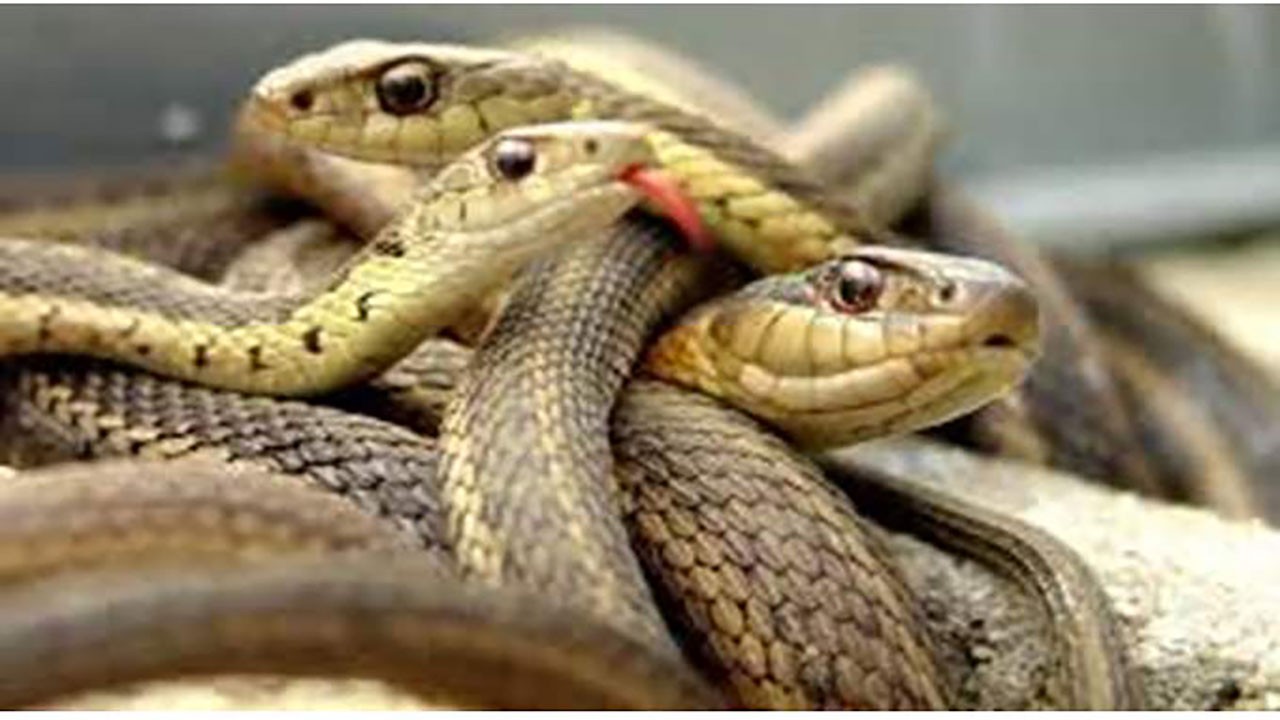 سيدة أمريكية تعثر على 18 ثعبانا تحت سريرها