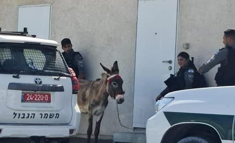 الاحتلال يعتقل حمارًا من بلدة جبل المكبر لهذا السبب!