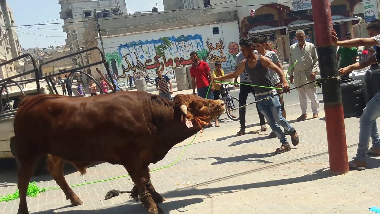 غزة الأوروبي: الطواقم الطبية تعاملت مع 75 إصابة خلال ذبح الأضاحي