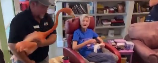 زيارة مفاجئة من طائر "فلامنجو" لعجوز أمريكية فى تكساس