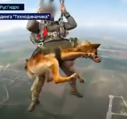 شاهدوا: روسيا تدرب الكلاب على القفز بالمظلات من ارتفاع 4 آلاف متر