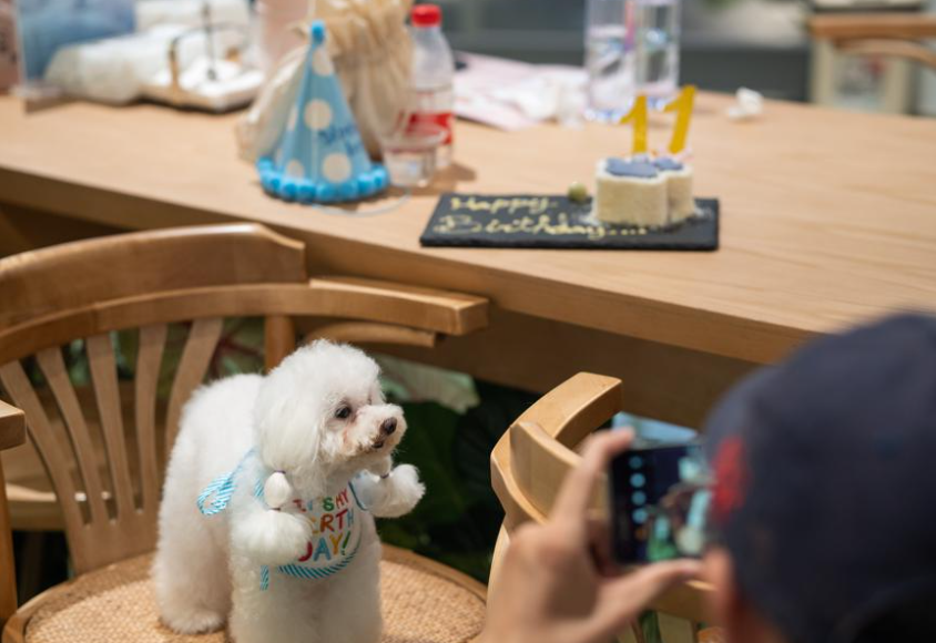 افتتاح أول مطعم للحيوانات الأليفة في مدينة شنجهاي بالصين