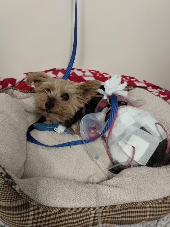 "كلبة" تنقذ مالكتها من هجوم ذئب بري بأحد شوارع كندا