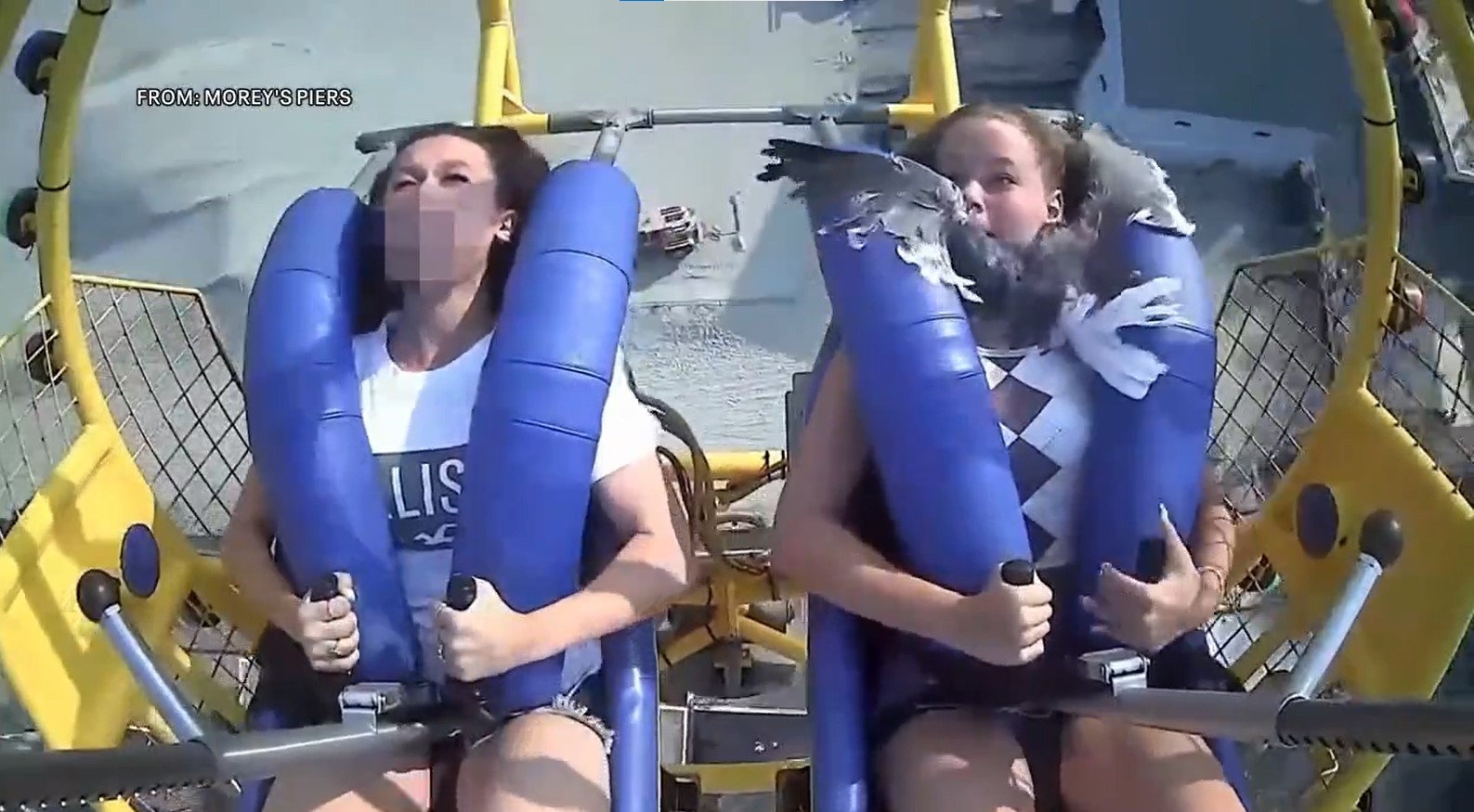 طائر نورس يصطدم بوجه فتاة أمريكية أثناء ركوبها لعبة فى الملاهى