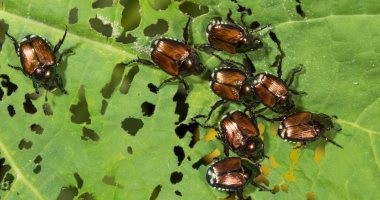 خنفساء يابانية تهدد الحدود الألمانية!