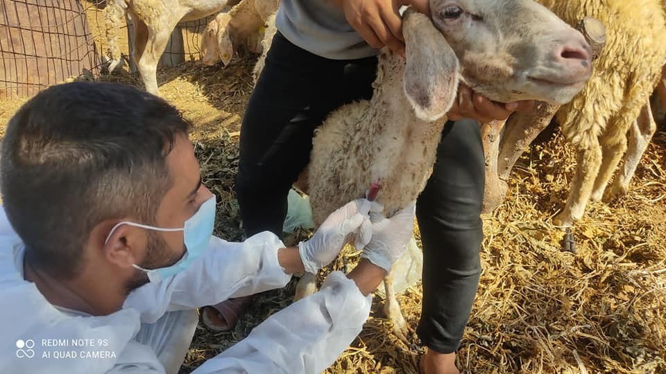 تستهدف الأغنام والماعز