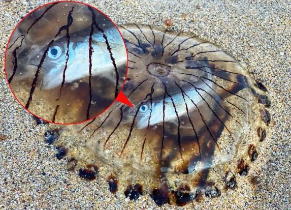 قنديل بحر يحتضن سمكة ويجرفهما الموج على شاطئ بريطاني