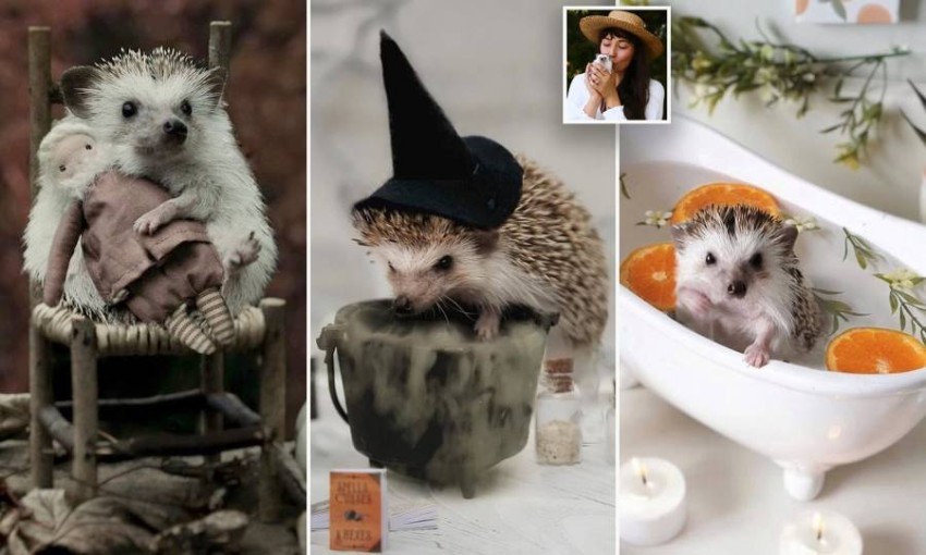 أنثى قنفد تحصل على ألاف المتابعين بالانستجرام