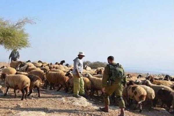 جيش الاحتلال يسرق 100 رأس ماعز من جنوب لبنان
