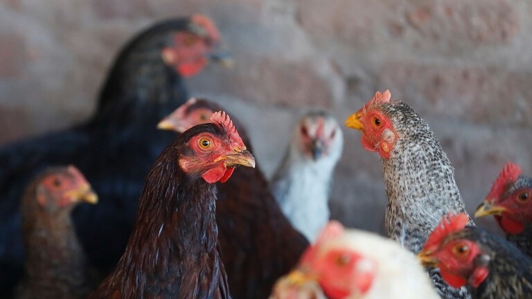 بالفيديو | "لمبورغيني".. أغلى دجاجة في مصر سعرها 3 آلاف جنيه