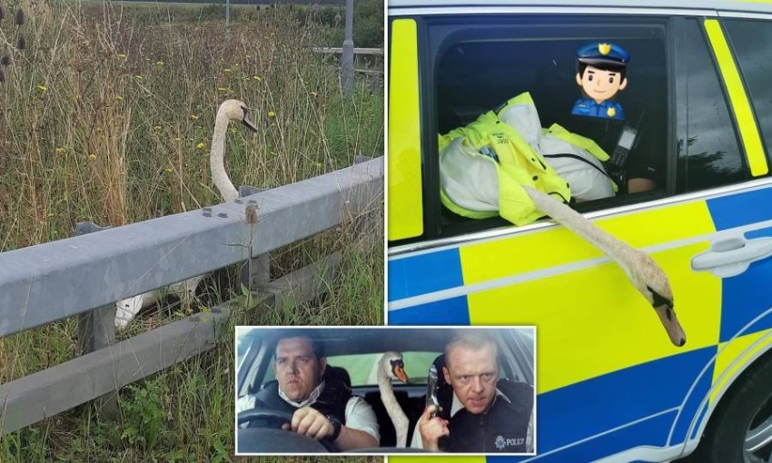 الشرطة البريطانية تلقى القبض على "وزة" على طريقة فيلم Hot Fuzz