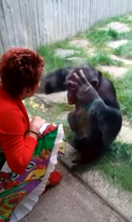 حديقة حيوان تمنع سيدة من زيارة شمبانزي لعلاقتها الوثيقة معه