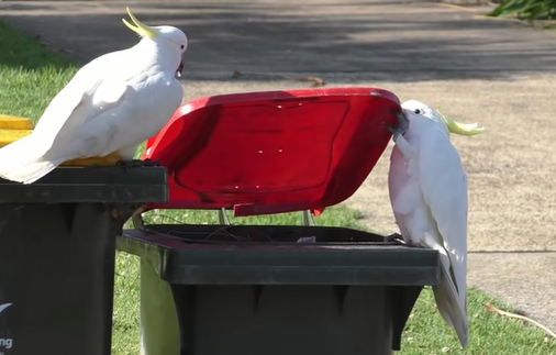 ببغاوات "الكوكاتو" تعلم بعضها فتح حاويات القمامة وسرقه الطعام منها