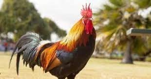 قريه سياحية تدعو السائحين لتحمل صياح الديوك ونهيق الحمير