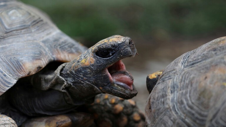 بالفيديو: ما هو سر مشهد السلاحف "الراكضة السريعة"