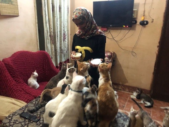 "فتاة" تتبنى أكثر من 150 قطة: أرفض اتجوز حد ما يحبهمش