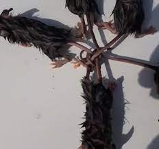 مواطن روسى يعثر على مجموعة من الفئران ذيولها مترابطة