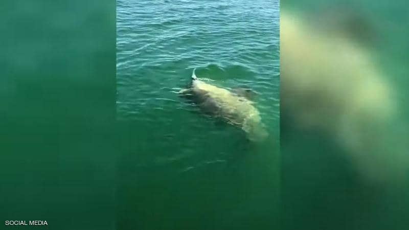 بالفيديو: "هامور" عملاق يلتهم "وحش البحار المرعب"