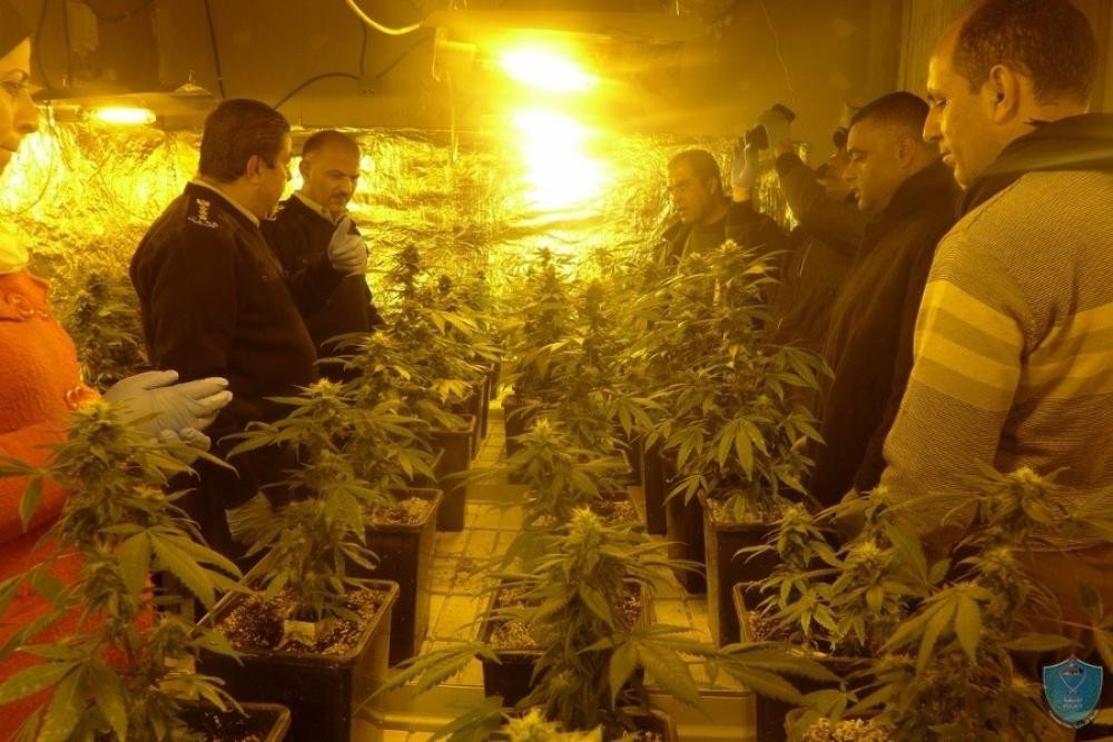 ضبط 50 شتلة "ماريجوانا" المخدرة غرب رام الله