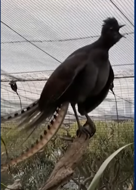 طائر فى حديقة حيوانات أسترالية يقلد الأصوات بطريقة متقنة للغاية