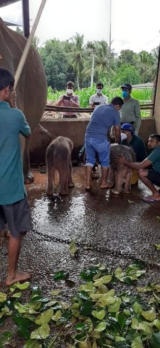 فيلة تضع توأمًا من الذكور فى سريلانكا لأول مرة منذ 80 عامًا