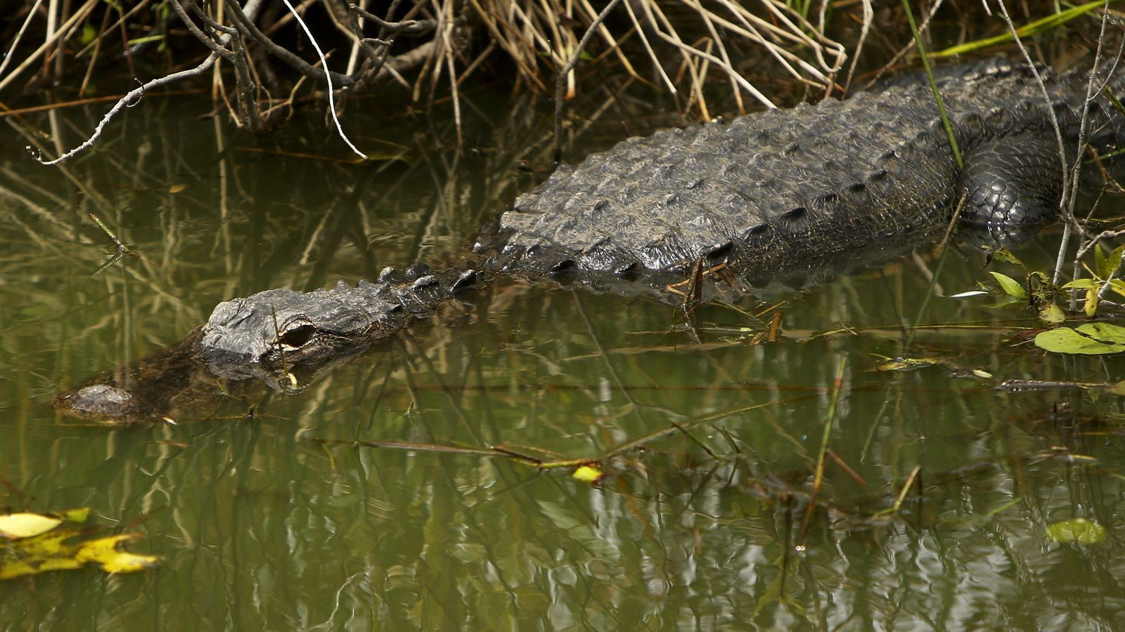 اصطياد تمساح عثر بأحشائة على بقايا عجوز فقد خلال إعصار إيدا بلويزيانا الأمريكية