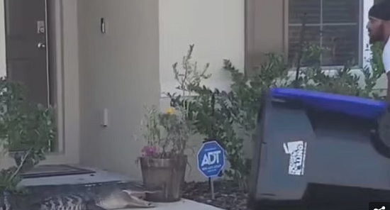 رجل يصطاد تمساحا بسلة مهملات فى أمريكا لينقذ عائلته من الموت