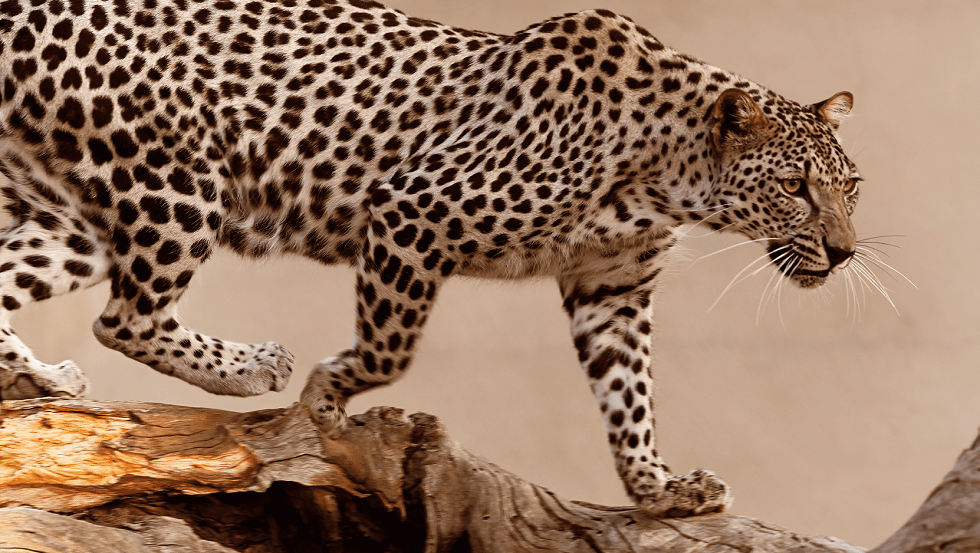 بالفيديو: السعودية تشهد ولادة نمر عربي نادر