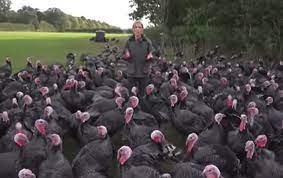 بالفيديو: ديك رومي ينقر مراسلة تلفزيونية ويثير موجه من الضحك