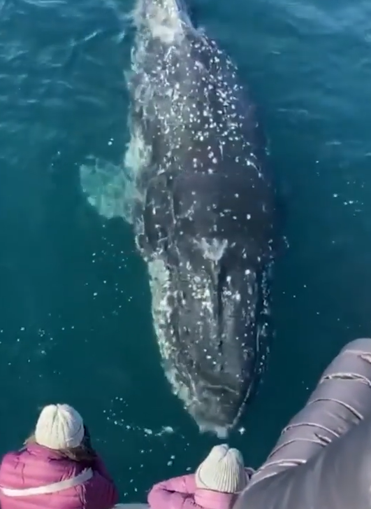 بالفيديو: حوت أحدب يرحب بسياح خلال جولة بحرية فى أستراليا