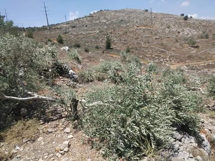 مستوطنون يقطعون عشرات أشجار الزيتون في نابلس