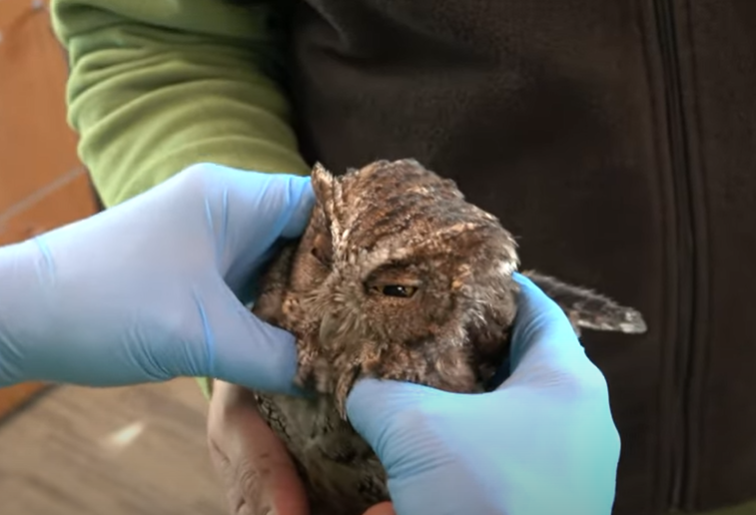 بومة محظوظة تحصل على جلسة مساج قبل إطلاقها فى البرية