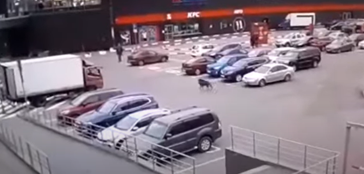 خنزير برى يحاول اقتحام متجر فى سانت بطرسبرج