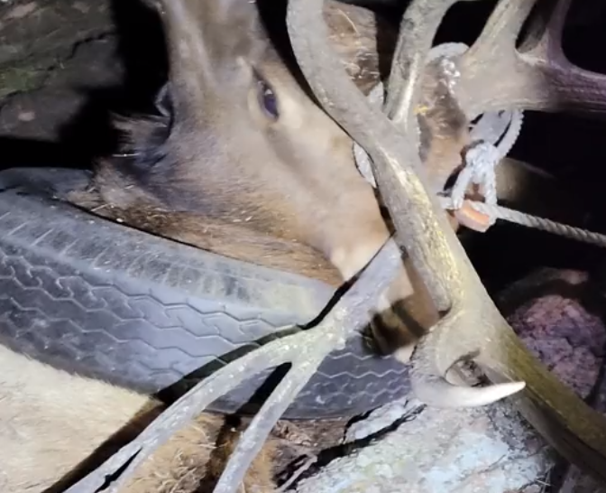 إنقاذ "ظبى" من إطار سيارة عالق فى رقبته منذ عامين