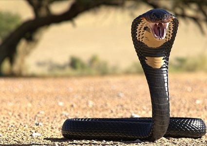 بالفيديو: القبض على ثعبان الكوبرا طوله أربعة أمتار في ميناء صيني