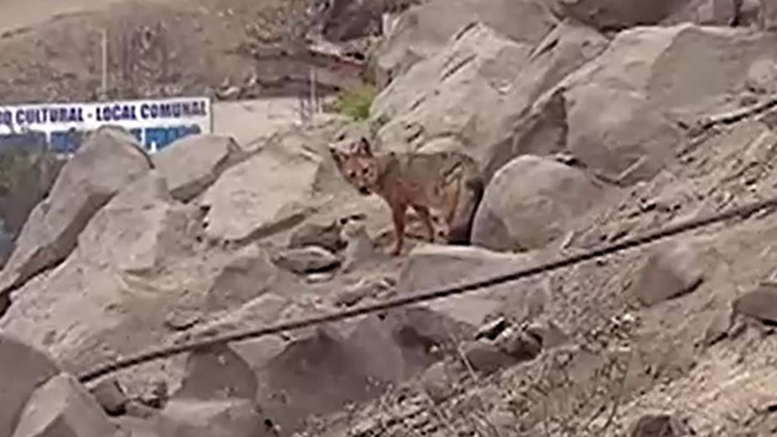 عائلة من بيرو تكتشف مفاجأة مرعبة بعد شرائها كلبا صغيرا ليلعب مع الأطفال