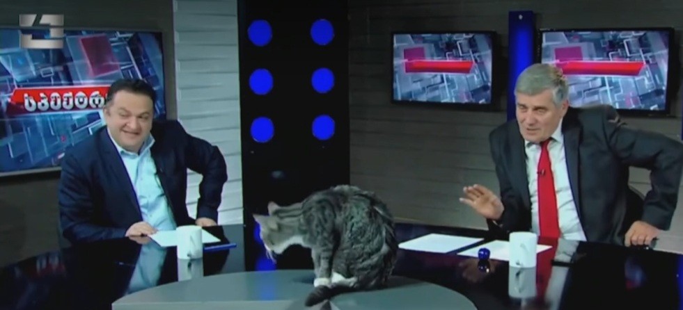 بالفيديو: قطة تتدخل في بث برنامج تلفزيوني في جورجيا