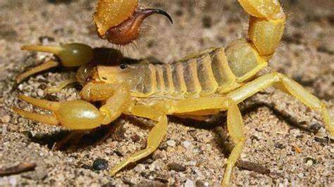 العقارب السامة تُثير رعبًا في مدينة أسوان جنوب مصر