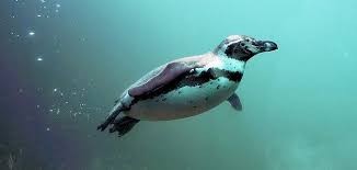 بالفيديو: حيوان"بطريق" نادر يسافر عن طريق الخطأ من أنتاركتيكا إلى نيوزيلندا