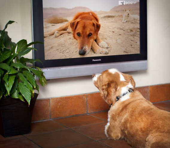 قناة بريطانية تستعد لإطلاق برامج ترفيهية للكلاب الأليفة