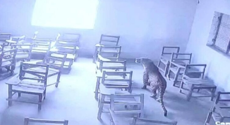 اقتحام فهد لفصل دراسى فى الهند.. وإدارة المدرسة تنجح فى احتجازه وإنقاذ الطلاب