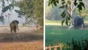 فيديو مرعب لفيل هائج يطارد هندياً بوحشية ويغرس أنيابه بوجهه