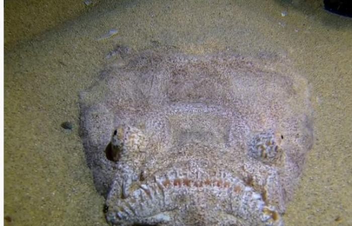 مشهد مخيف لسمكة غريبة تتخفى فى قاع البحر