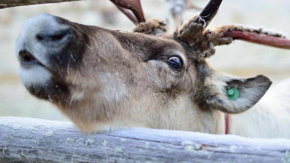 الحيوان الوحيد فى العالم القادر على تغيير لون عينيه حسب فصول السنة