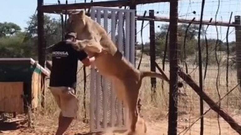 فيديو: لبؤة تحتضن رجلا بقوة بدلا من افتراسه