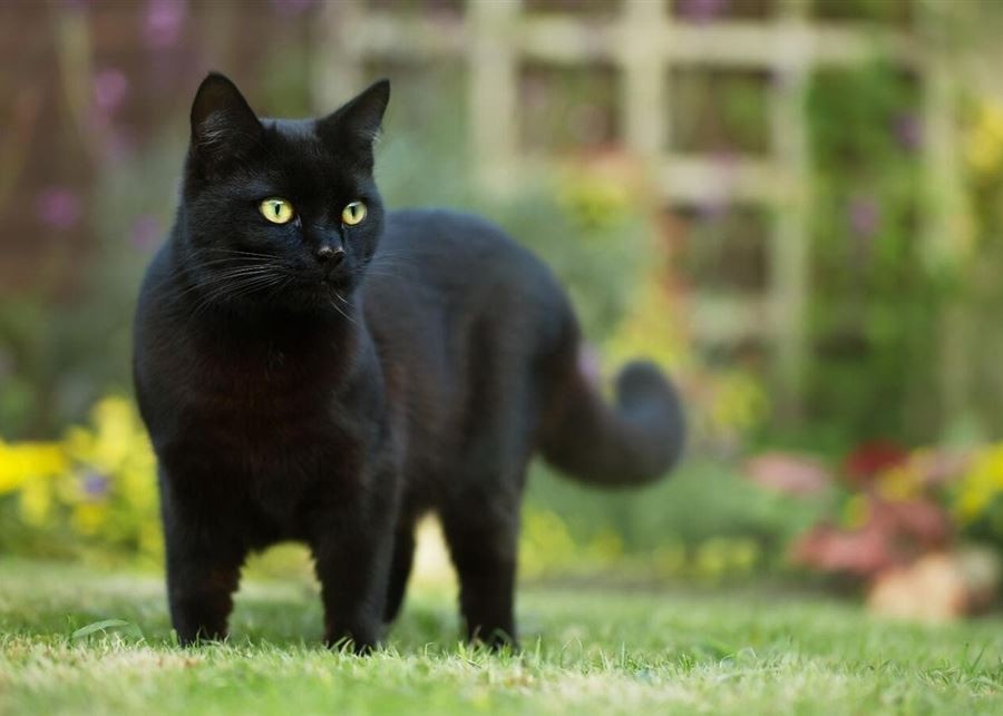 شاهد: "القط اللص" يثير القلق.. والشرطة تعلق على أحدث جرائمه