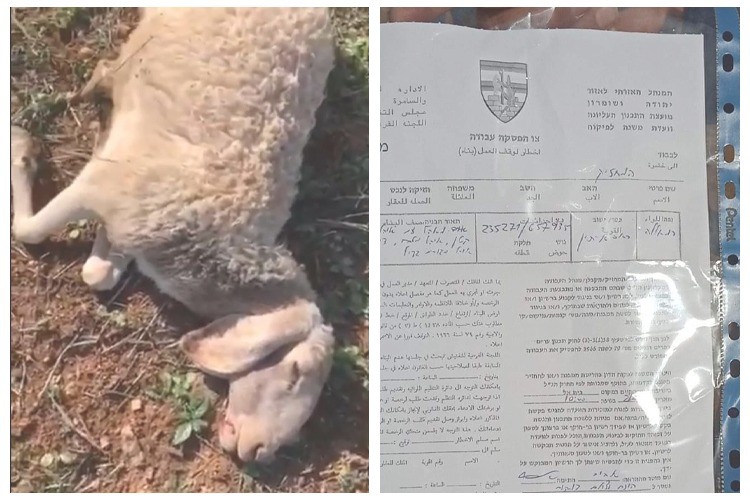 مستوطنون يستهدفون قطيع مواشٍ والاحتلال يسلم إخطارات هدم في رام الله