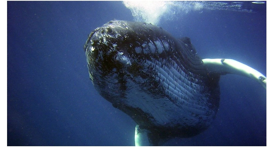 بالفيديو: لحظة هروب سمكة قرش عملاقة من فم حوت أحدب